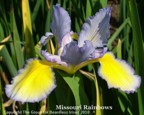 Missouri Rainbows